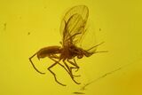 Fossil Spider Web and Flies in Baltic Amber - Rare! #183660-2